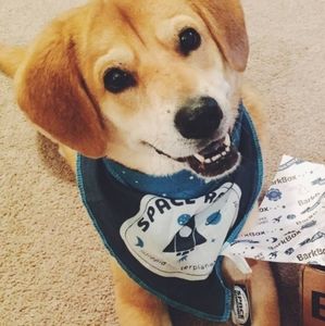 ‼️ NWT Space Themed Doggie Bandana